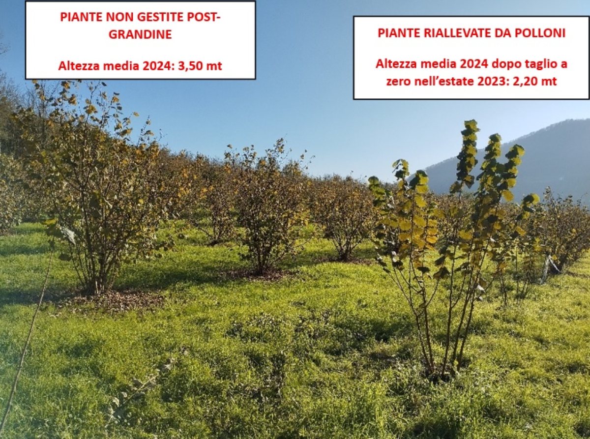 Nocciolo: differenze sulla gestione